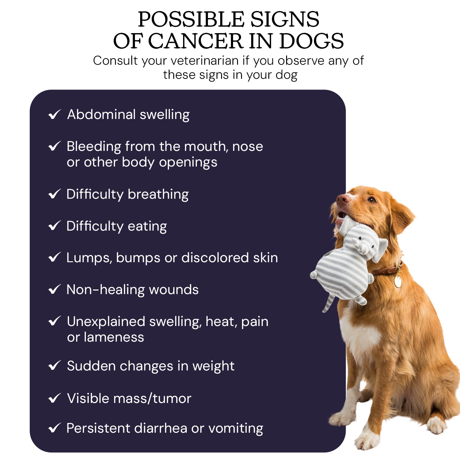 Cancer Screening Test for Dogs - Premium