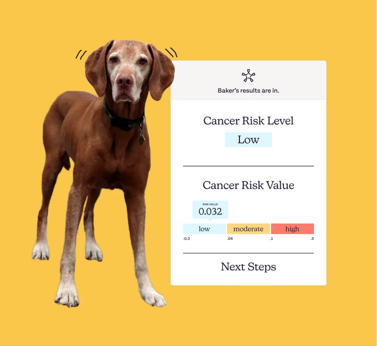 A pointer dog standing next to an Oncotect test results graphic showing Low Risk for cancer