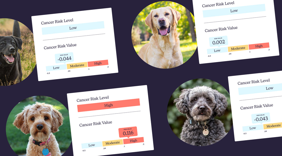 See how veterinarians and pet owners alike are using Oncotect as an ...