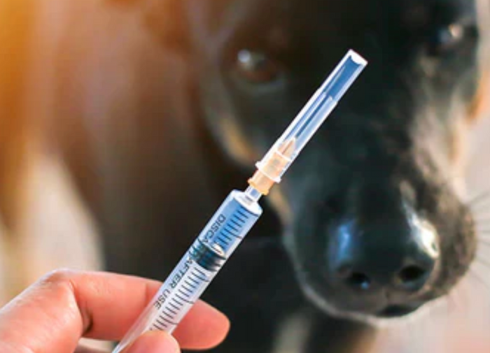 Why Does Your Pet Need Annual Blood Work?