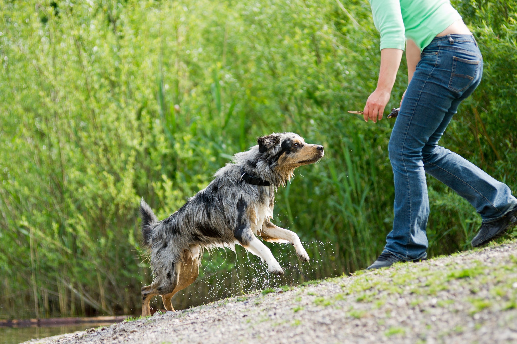The Importance of Regular Checkups: Early Cancer Detection and Better Prognosis for Your Dog