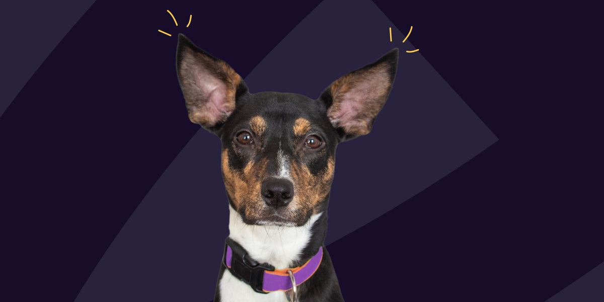 Dog Breeds Most Prone to Cancer Oncotect Cancer Screening Test for Dogs Oncotect