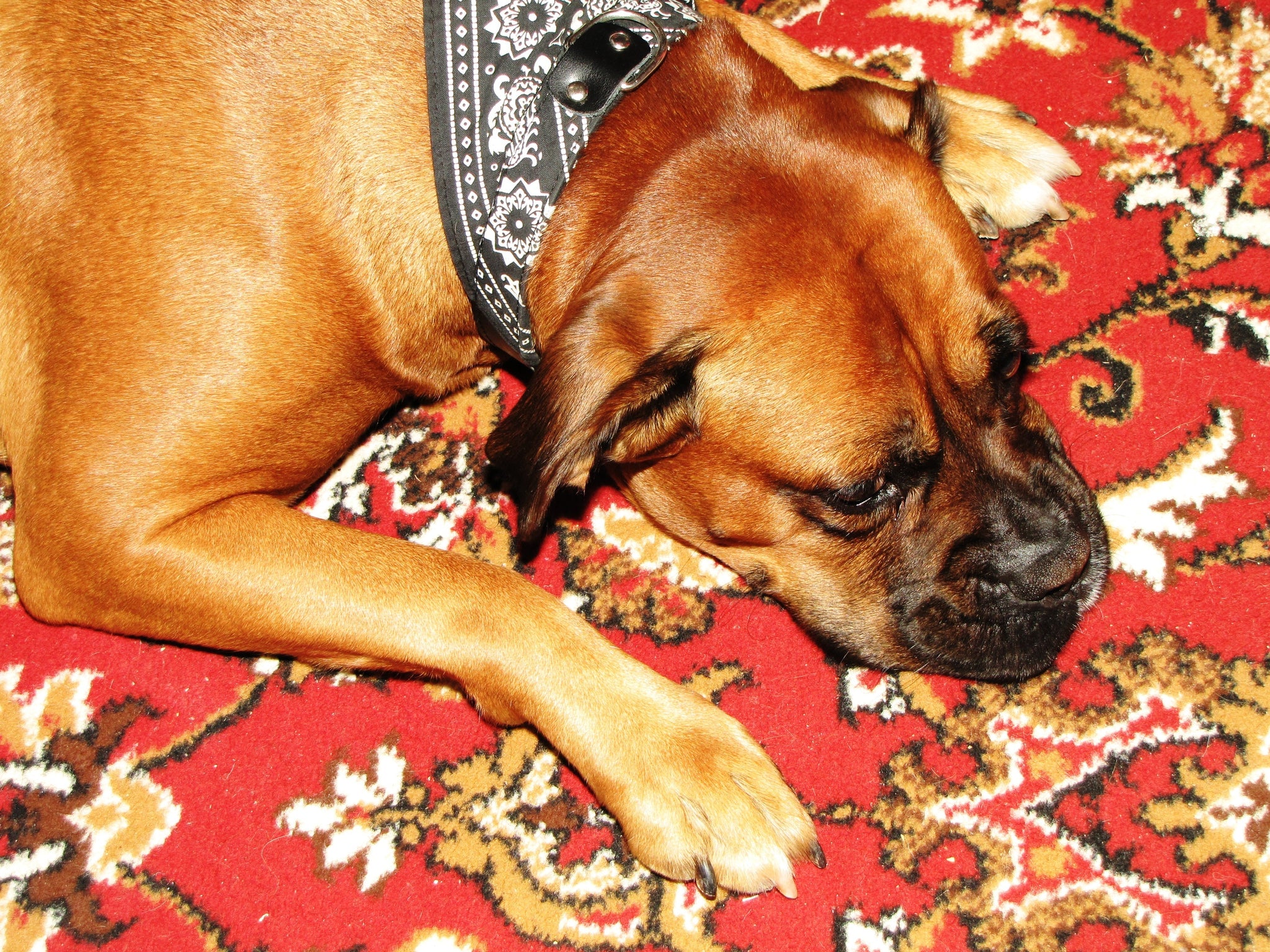 Understanding Canine Lymphoma