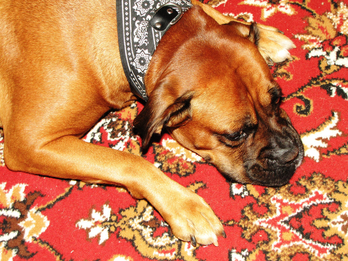 Understanding Canine Lymphoma