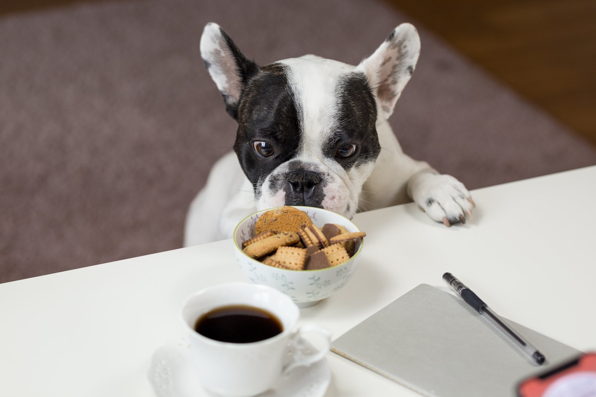 How to Choose the Right Dog Food for Your Pet's Unique Needs