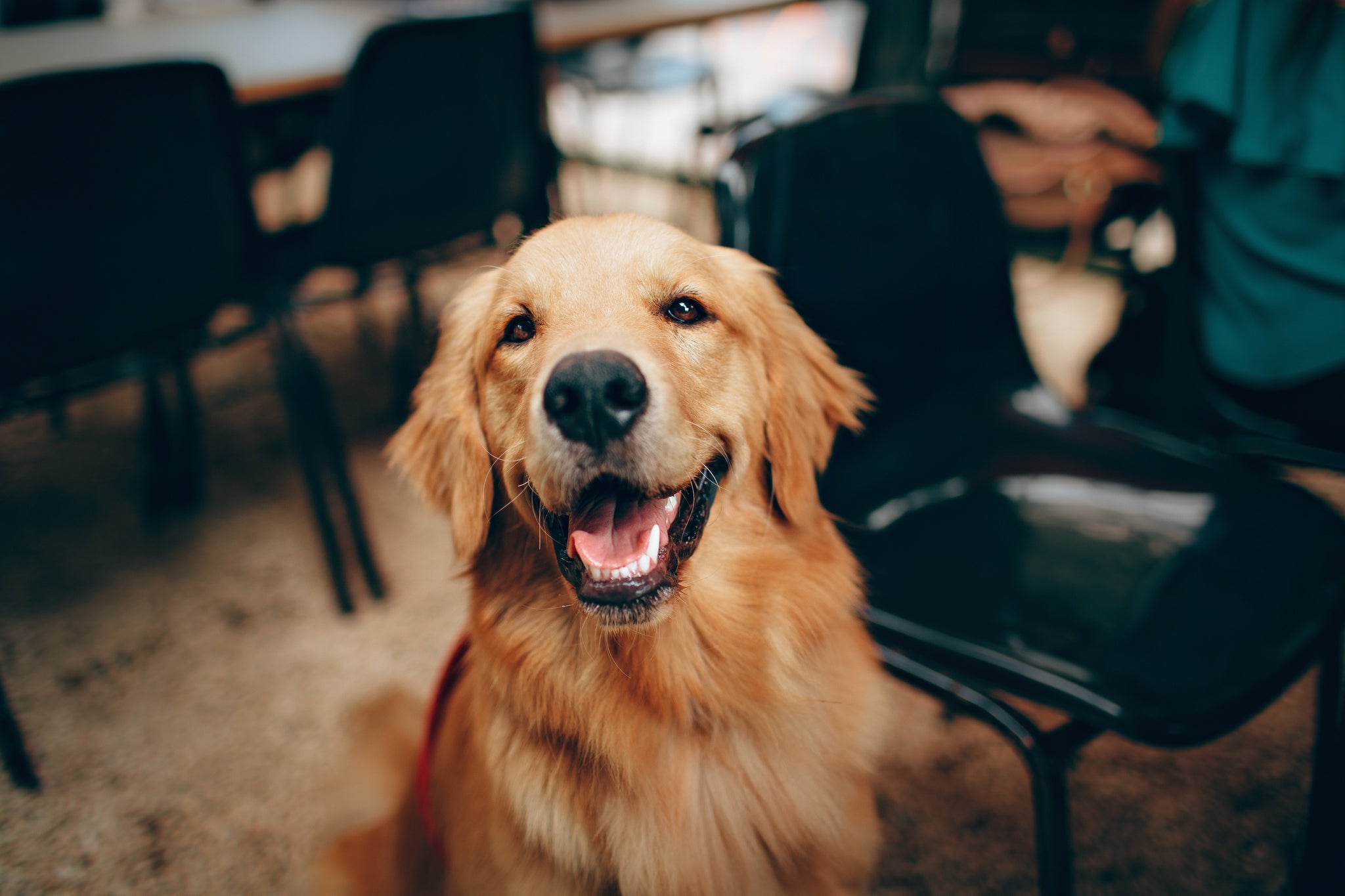 The Benefits of Socialization and Training for Your Dog's Health and Happiness