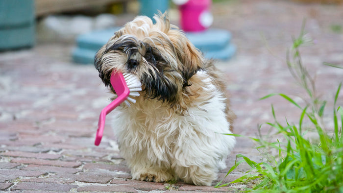 Top 10 Tips for Maintaining Your Dog's Dental Health