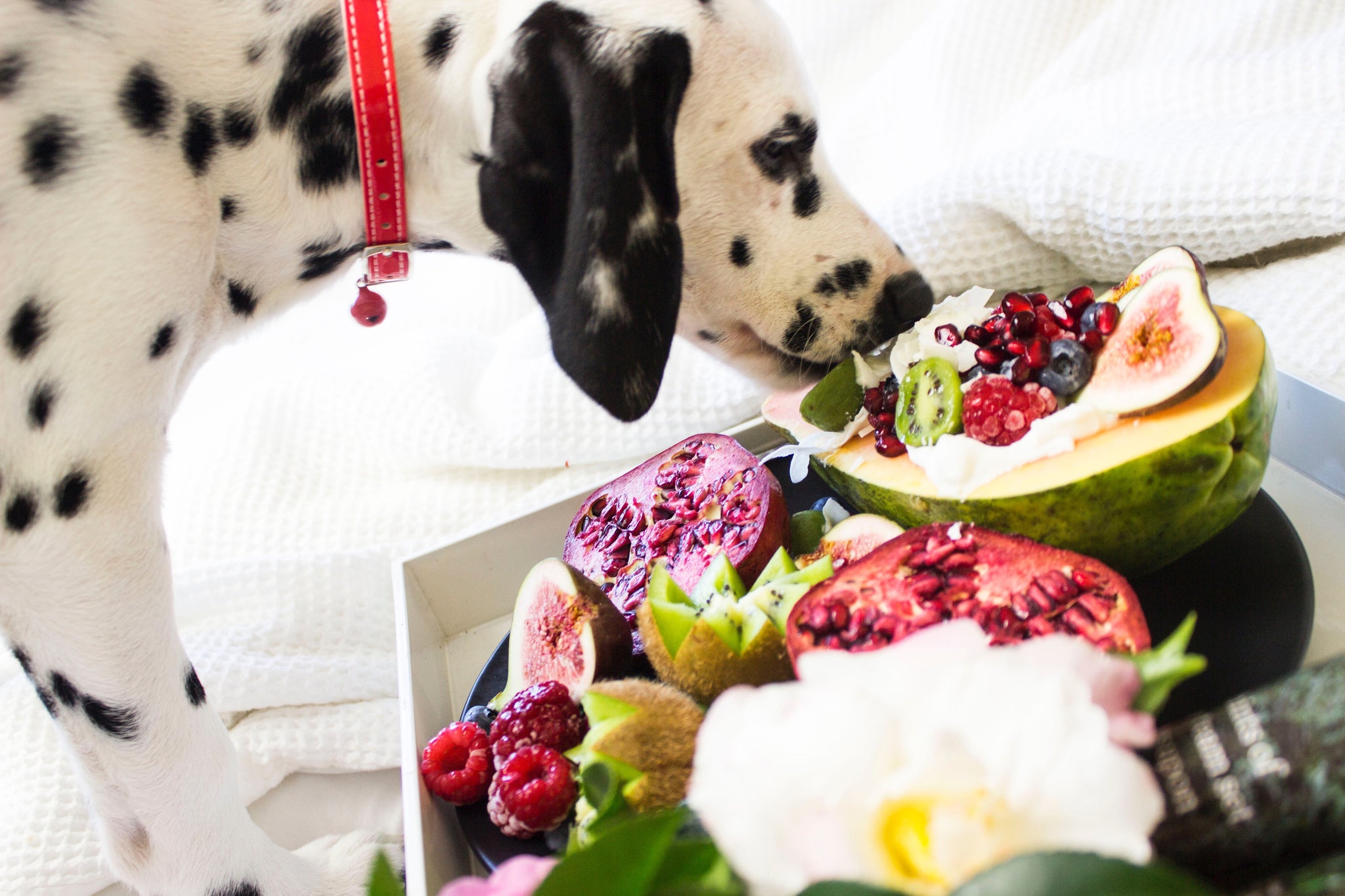 Nutritional Needs of Senior Dogs: Adjusting Your Pet's Diet