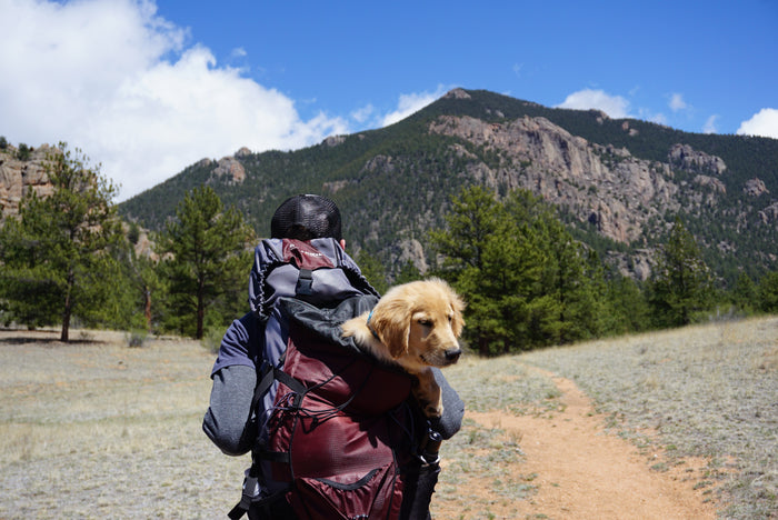 Traveling with Your Dog: How to Ensure a Safe and Stress-Free Trip