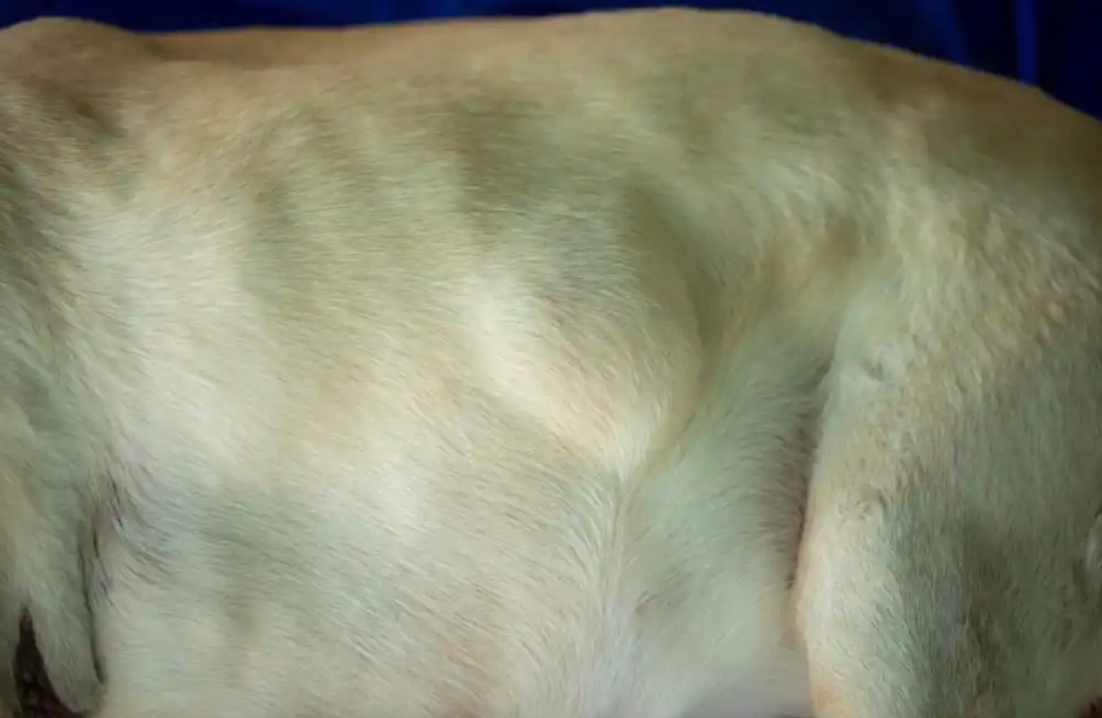 fatty tumors in dogs