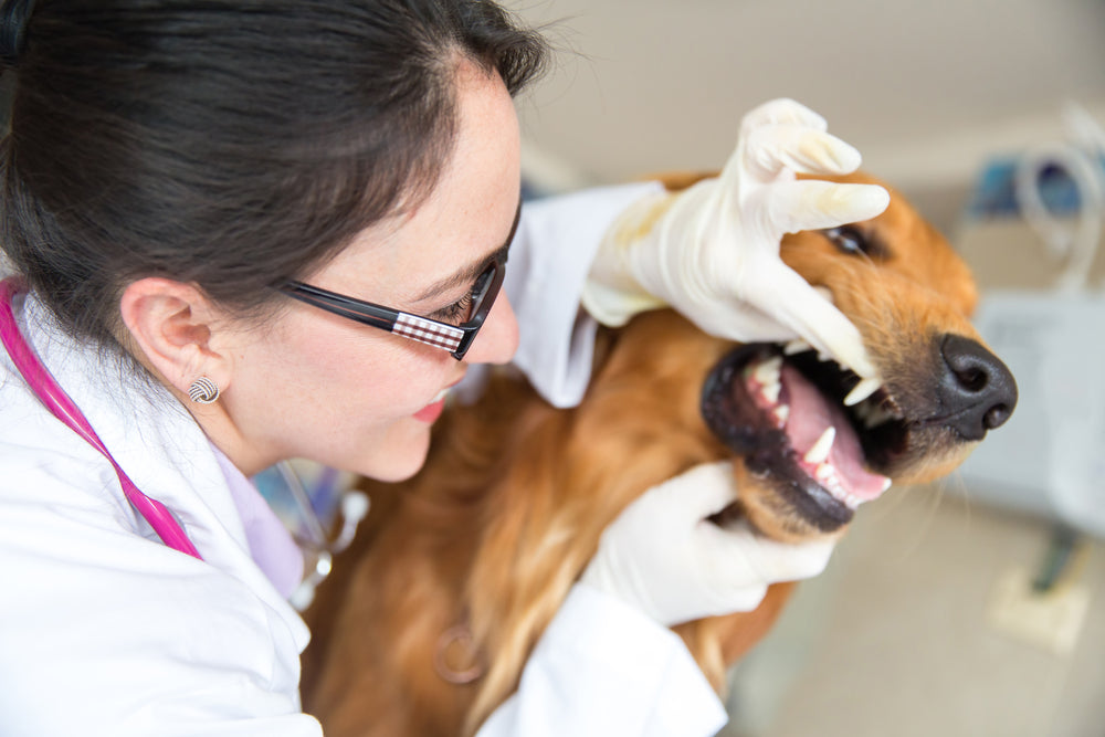 Oral Tumors in Dogs: Recognizing the Early Signs of Mouth Cancer