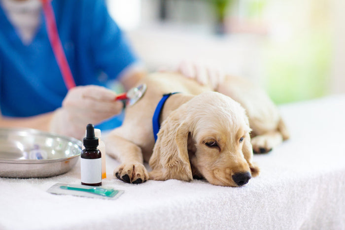 What Kind of Cancer Causes Anemia in Dogs