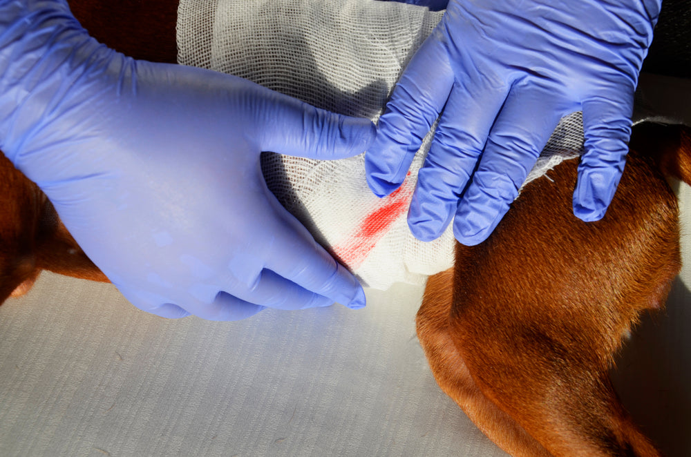 Understanding Dog Tumor Bleeding: Causes, Symptoms, and What to Do ...