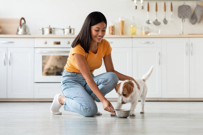 Dog parent mixing golden turmeric paste into a dog food bowl at dinner.