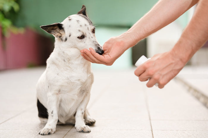 Is Apoquel Safe for Dogs? Debunking Myths and Cancer Risk