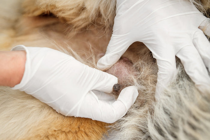Canine Breast Cancer: Symptoms, Diagnosis, and Treatment