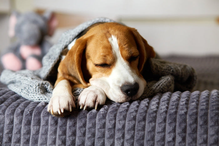 Shivering from feeling cold is a normal response