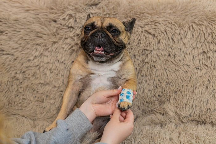 At Home Pet Wellness Check: A Step-by-Step Guide