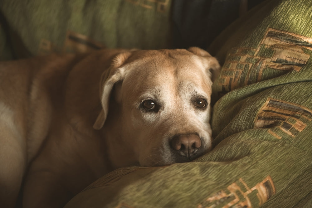 Older dog resting comfortably at home during palliative care.