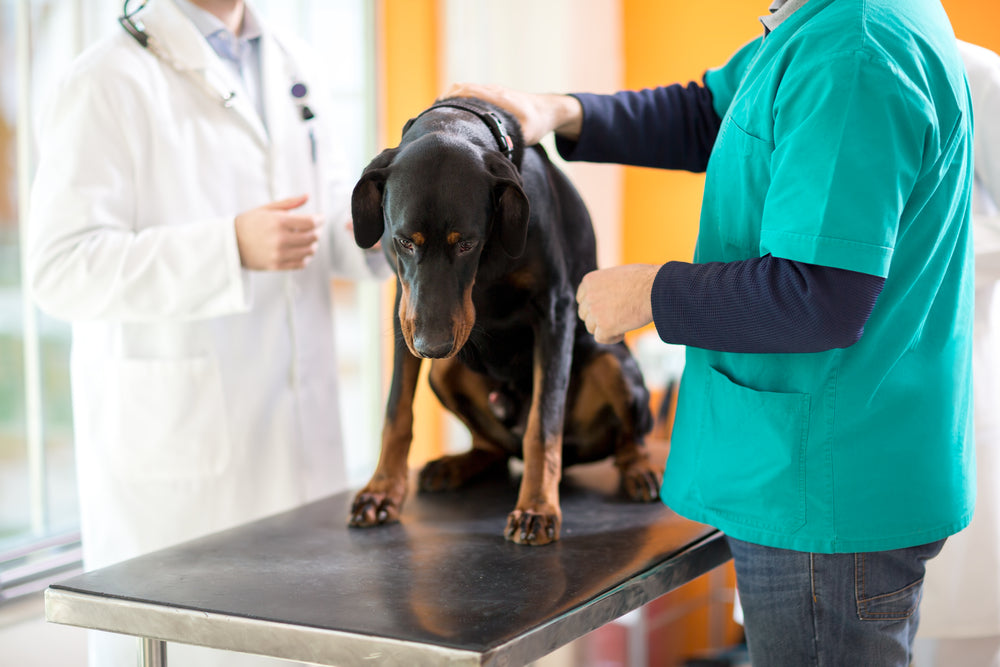 Canine Spleen Cancer: A Silent Threat to Your Dog's Health