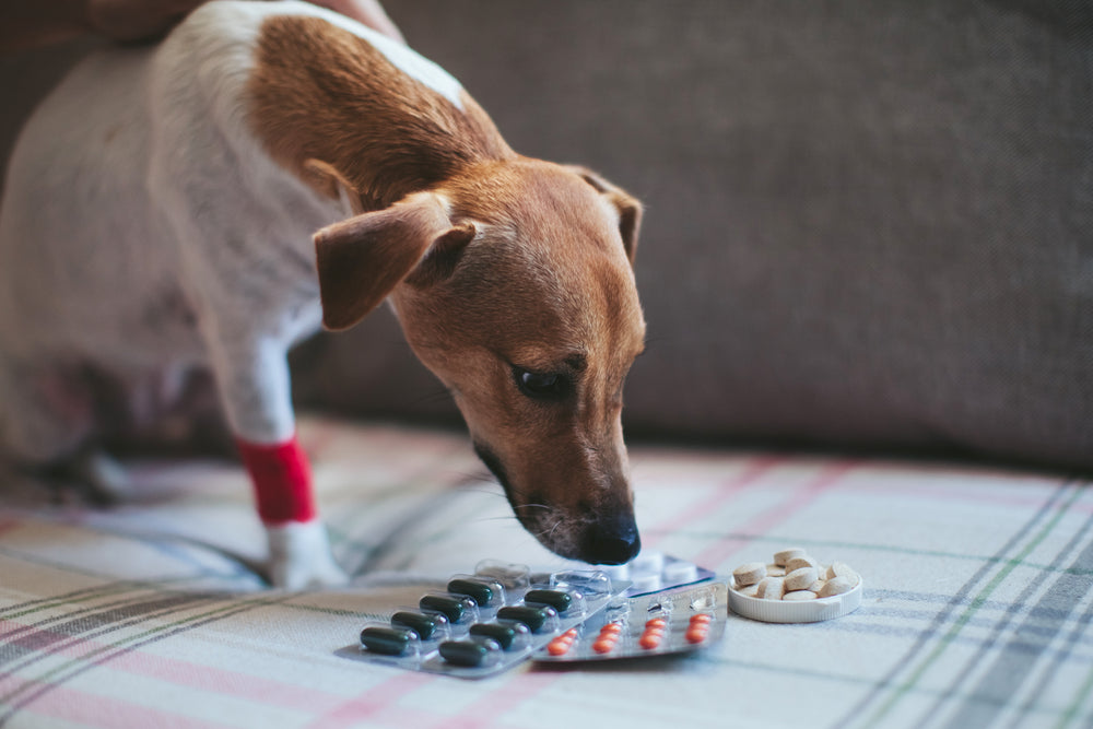 Image showcasing Tagamet & Benadryl Dosing for Dogs: Cancer Symptom Management | Oncotect