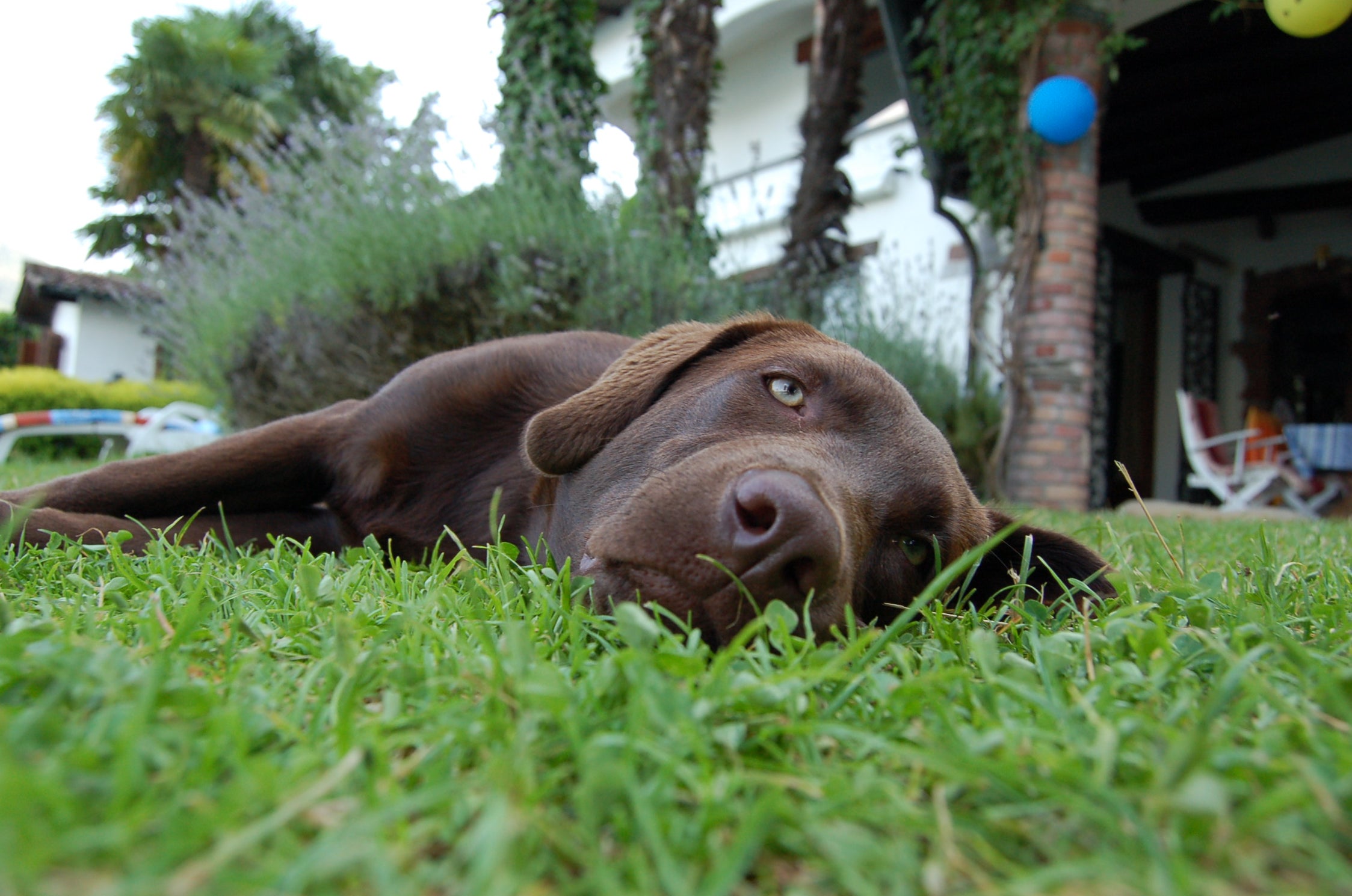 Oncotect Resources for Pet Parents & Veterinarians | Oncotect | Oncotect