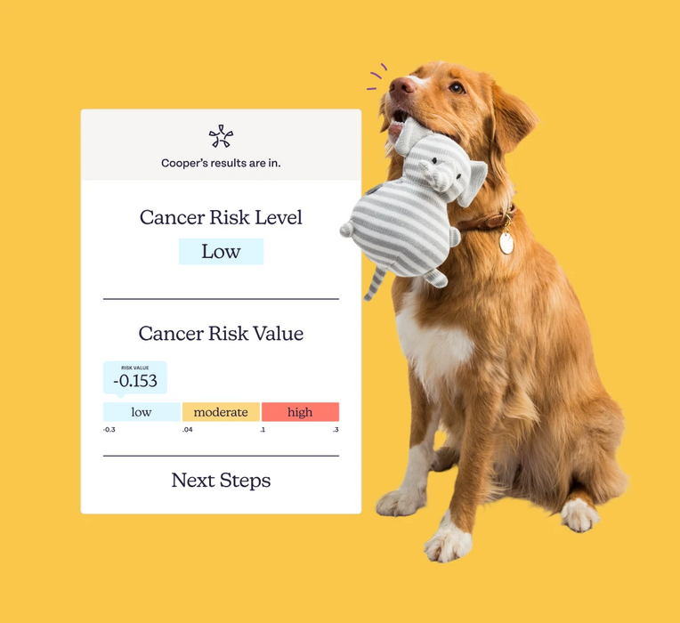 Oncotect cancer risk level test results next to a sitting dog with a stuffed animal in his mouth.