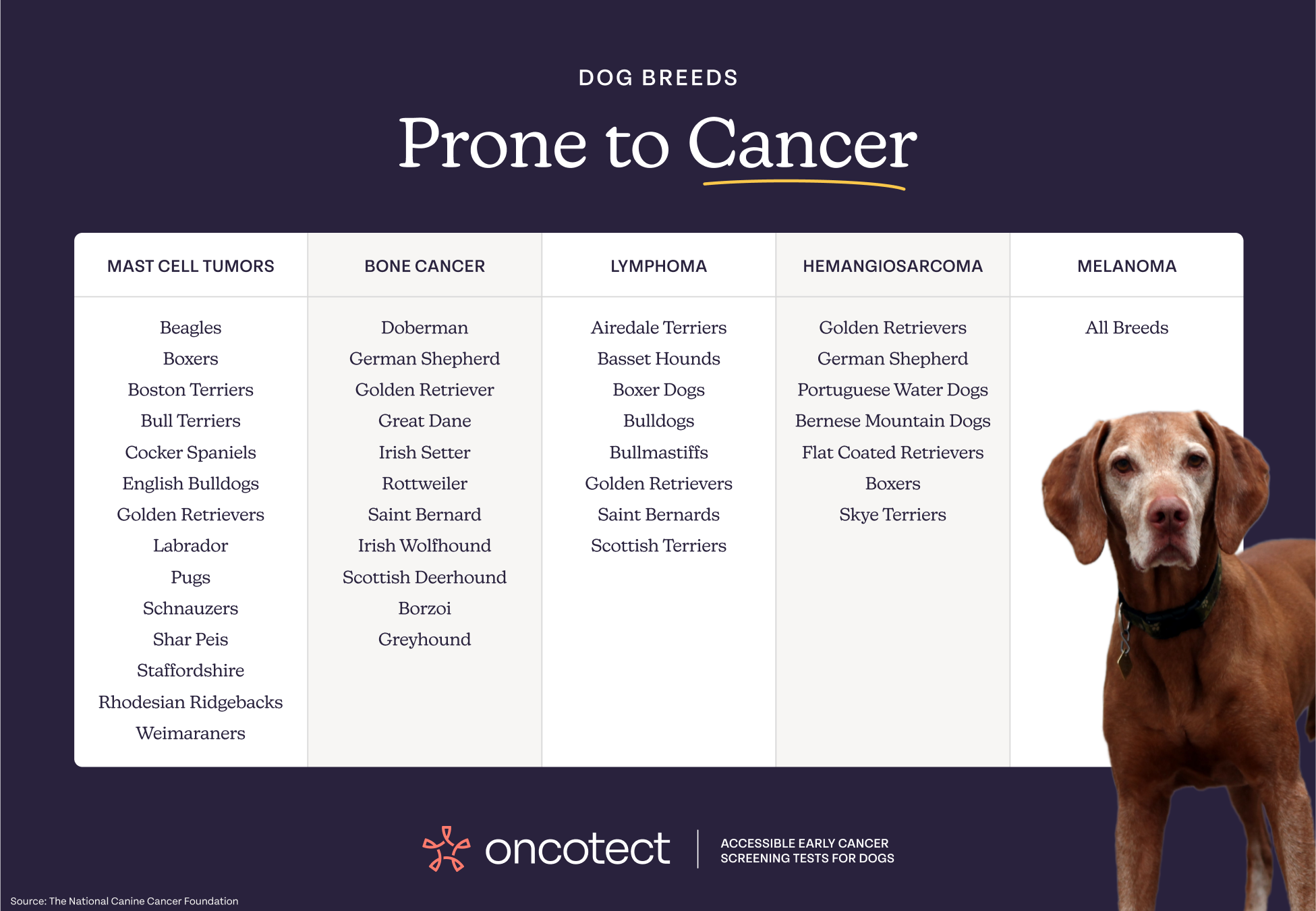 Oncotect Oncotect | The World's First At-home Cancer Screening Test for Dogs