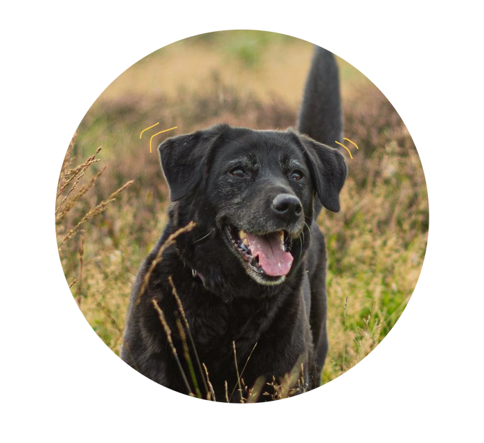 Brody's Case Study | Oncotect Pet Cancer Screening Test