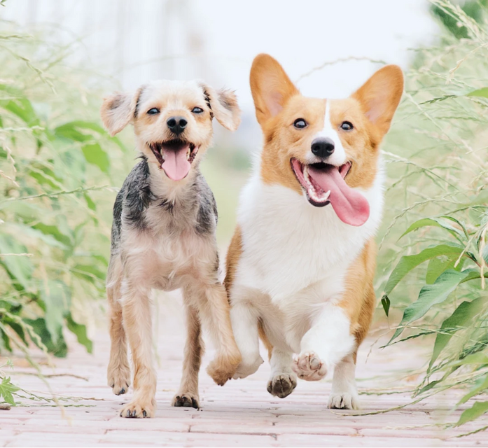 Two small dogs running towards you with their tongues out, on a cobblestone pathway,