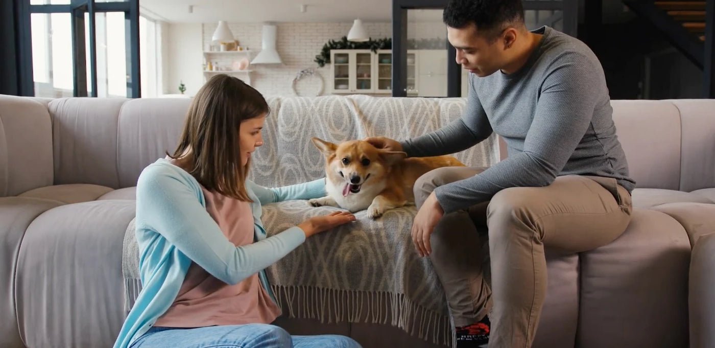 A young couple sitting on a couch in their living room, giving their Corgi dog some pets..
