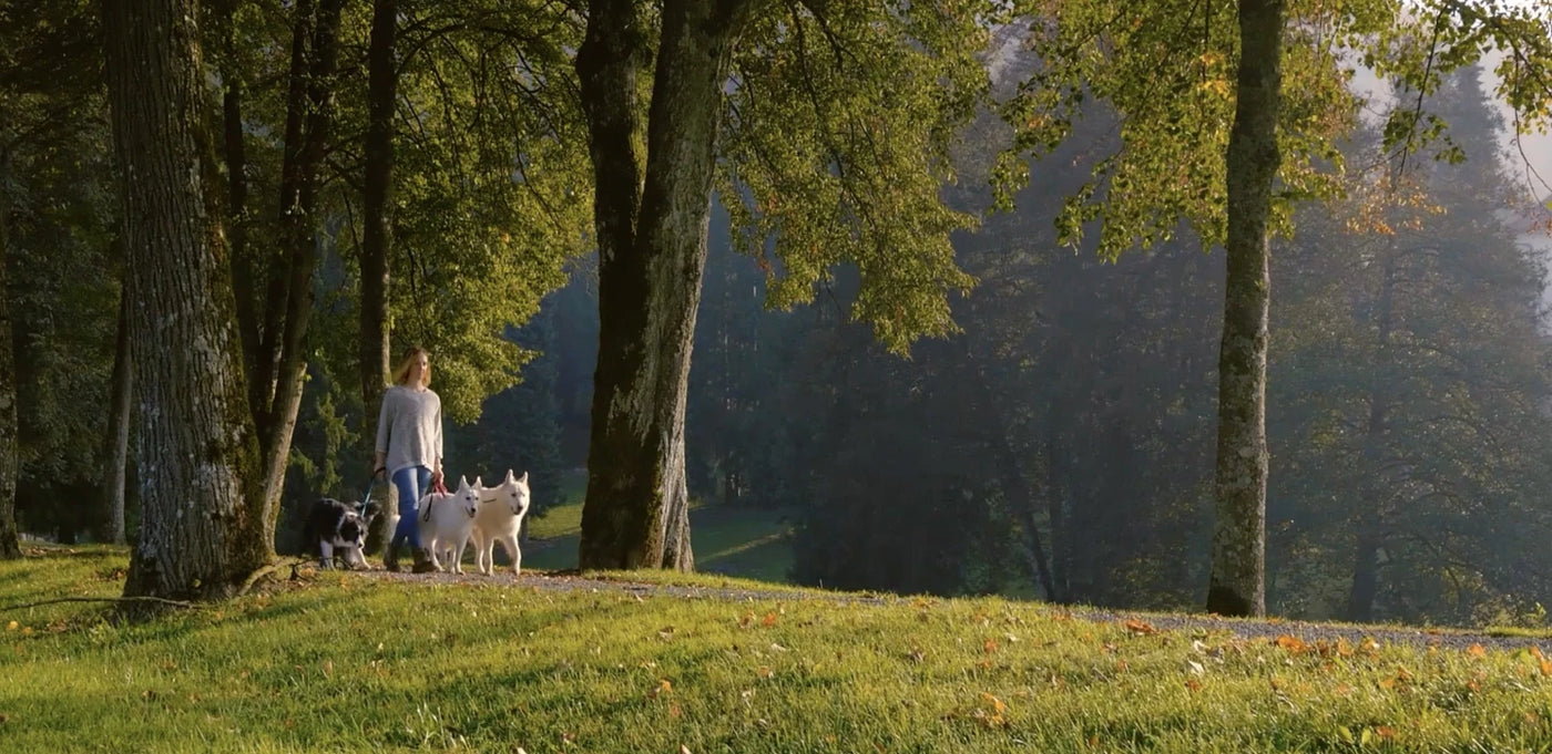 A woman walking her three dogs in a park in the morning light.