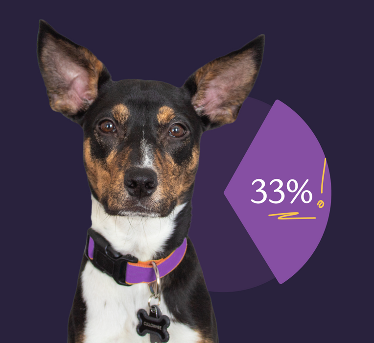A dog with a purple collar and ears perked up in front of a graphic showing a pie chart of 25%